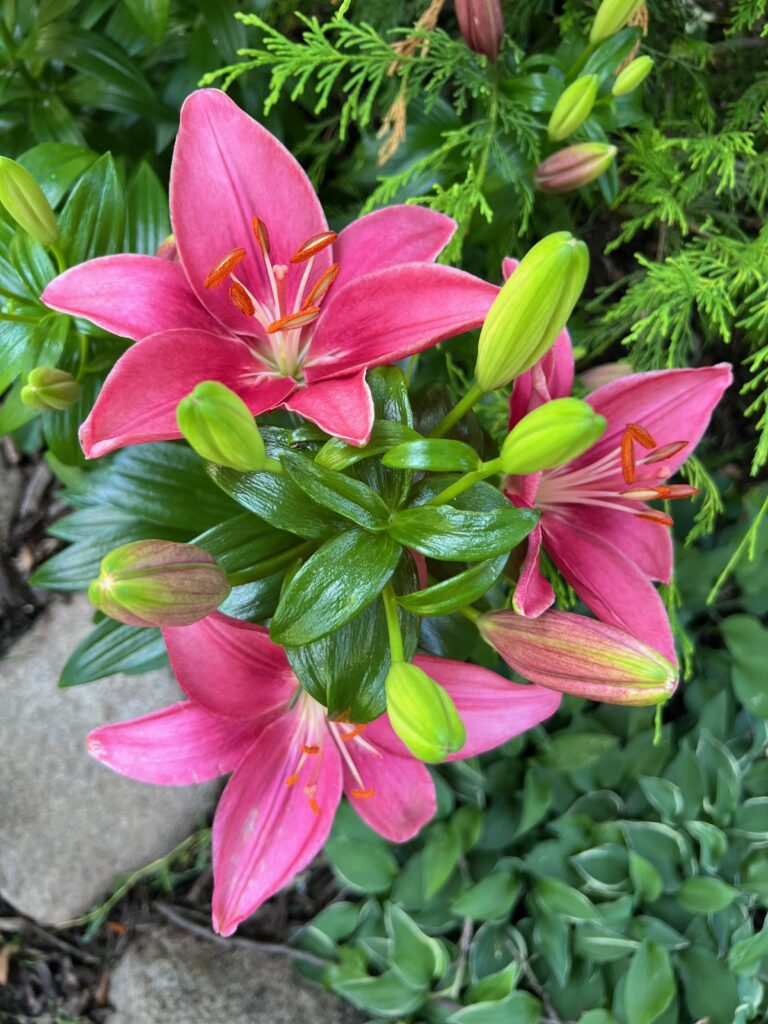 pink lily surrounded by greenery