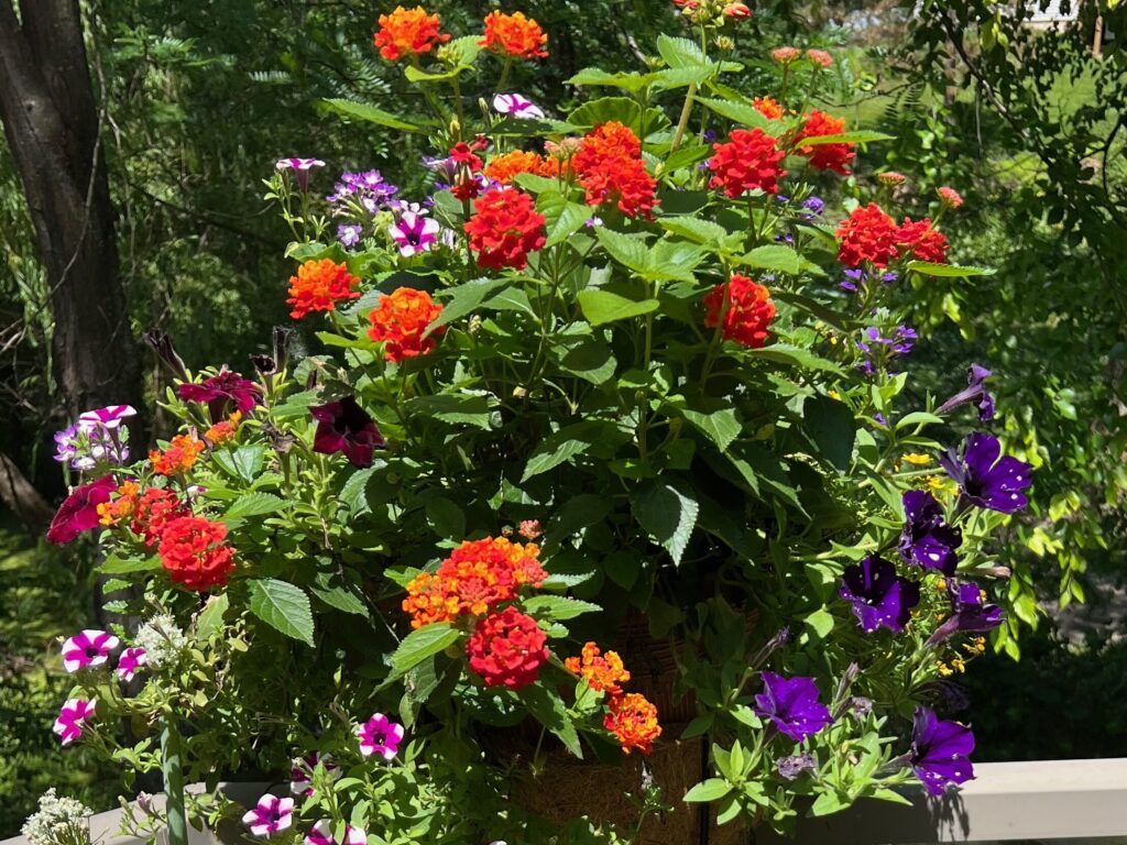 orange, red, and purple flowers in a pot