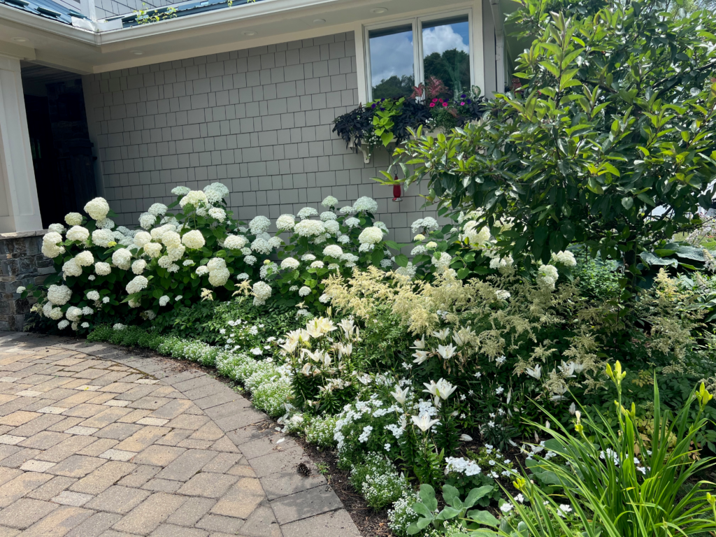 white hydrangeas in front of house